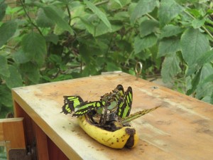 Feeding, Butterfly Garden, Nat. Museum 